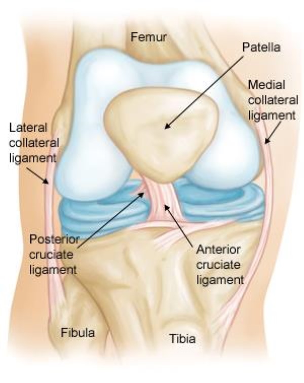 Knee Ligaments